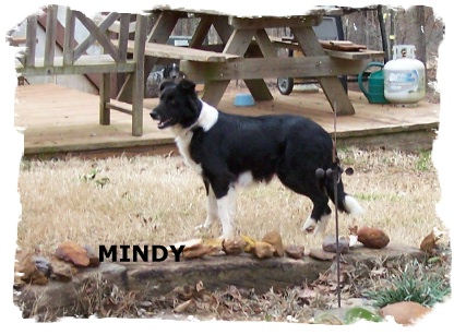 Black and white female Border Collie Mindy